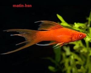 دمشمشیری باله بلند ( Hi Fin Lyretail Swordtail )