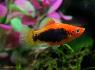 پلاتی تاکسیدو ( Tuxedo Platy )