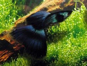 گوپی سیاه مخملی (Moscow Black Velvet Guppy)