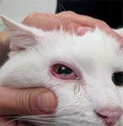قرمزي چشم در گربه 