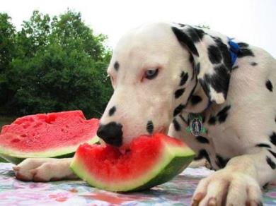هندوانه برای سگ ها 