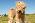  Lakeland Terrier