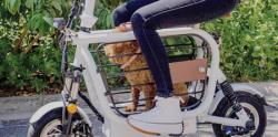 موتور سیکلتی برای حمل سگ و گربه 