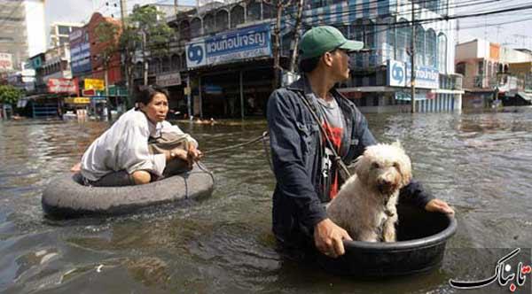  حیوانات خانگی و سیل تایلند/ تصویر