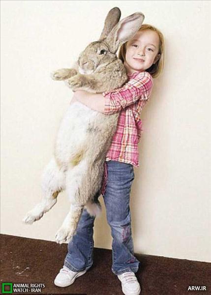  خرگوش یک و نیم متری /تصویر