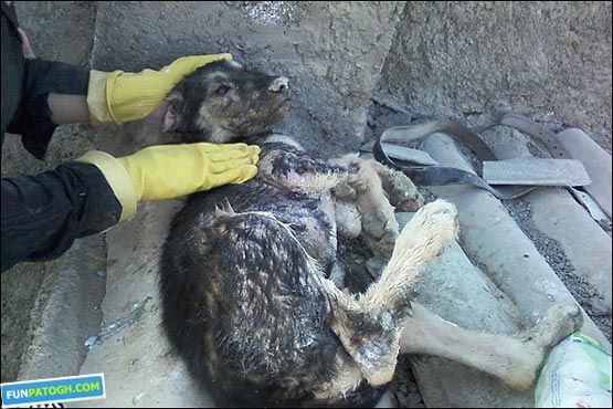سگ کشی بی‌ رحمانه در تبریز! + عکس