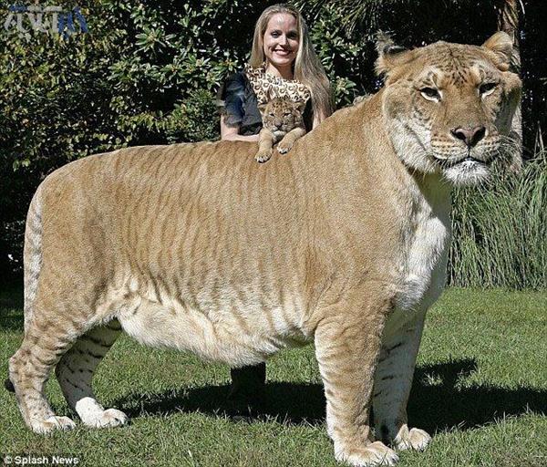بزرگترین و شگفت انگیزترین گربه سان دنیا _لایگر