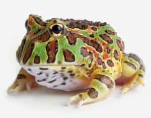 نگهداری از قورباغه شاخ دار (پکمن) (Horned Frog)