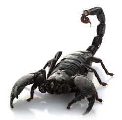Scorpion Venom