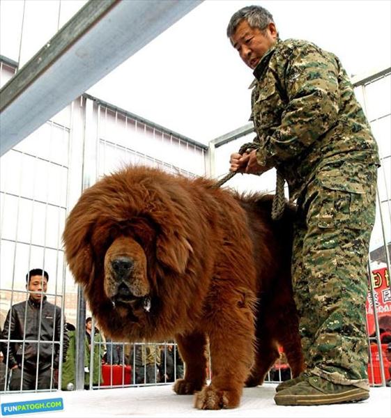 سنگین ترین سگ دنیا 450 کیلو است +عکس 