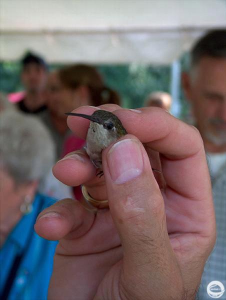 کوچکترین پرنده جهان 