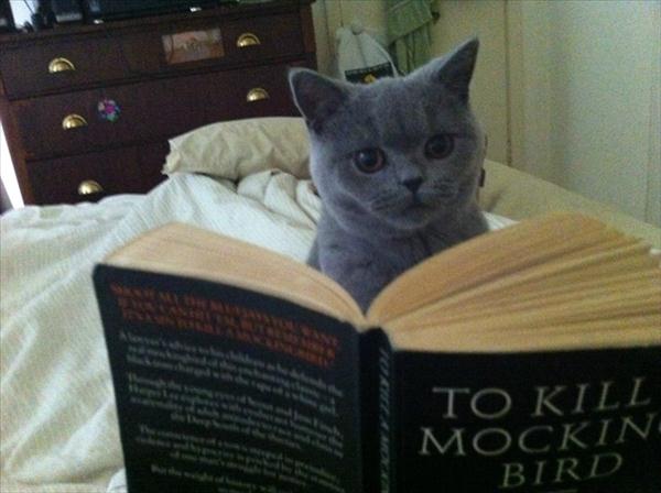گربه کتاب خوان
