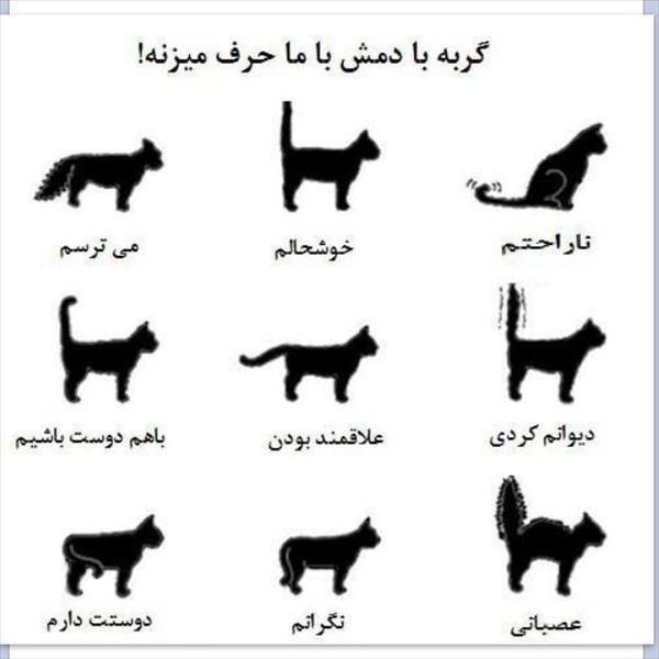 آموزش زبان گربه ای ! 