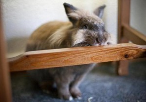 چگونه مانع از جویده شدن وسایل منزل به وسیله خرگوش خانگی شویم