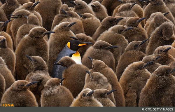 پارتی پنگوئن ها 