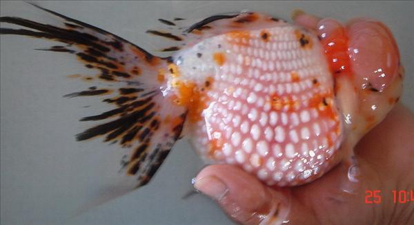 فلس مرواریدی - Pearlscale Goldfish 