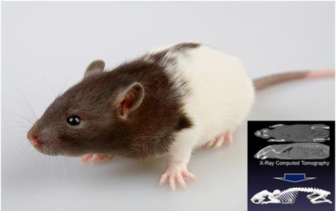 اسکلت سه بعدی موش
