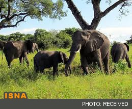 پیمان فوری برای حفاظت از فیل‌های آفریقایی