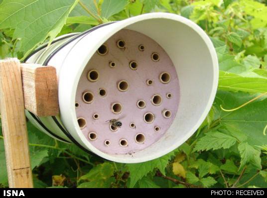 کندوسازی زنبورهای شهرنشین با پلاستیک