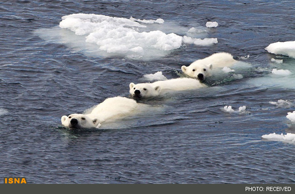 چرا خرس‌های قطبی در زمستان گرم می‌مانند