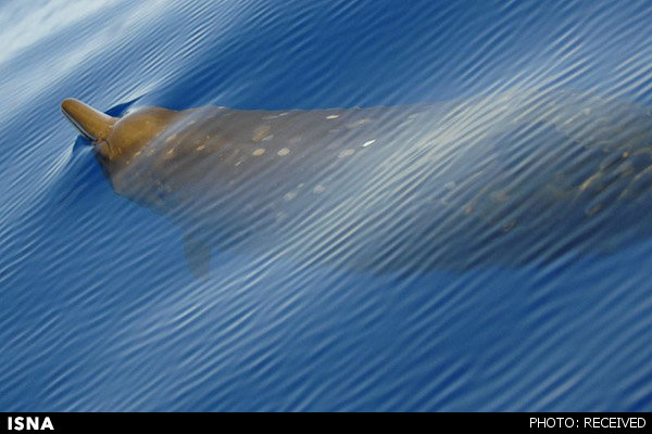 نهنگ‌های پوزه منقاری