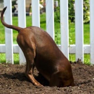 چگونی جلوگیری از حفر کردن گودال توسط سگ
