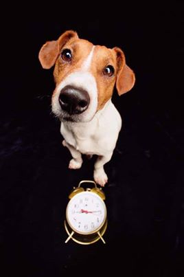 سگها زمان را چگونه درک میکنند؟