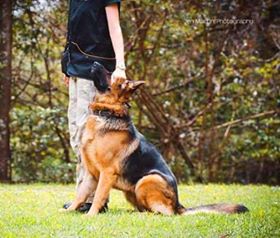 10 فرمان مهم در تربیت سگ