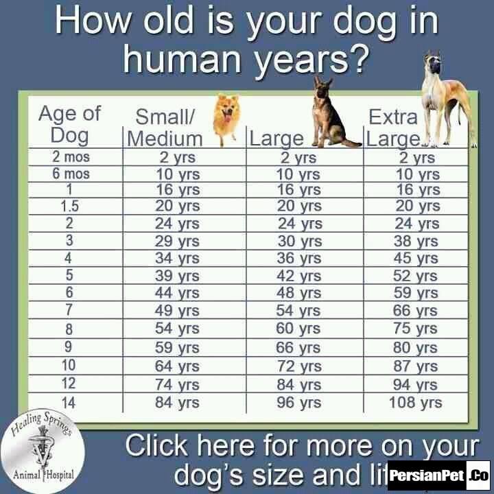 مقایسه سن انسان و سگ ها 