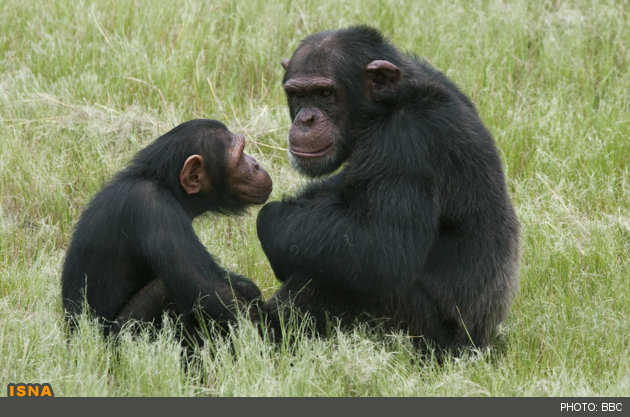 هوش برتر شامپانزه‌ها در بازی‌های فکری