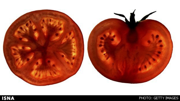 قرص گوجه فرنگی برای درمان بیماری قلبی ساخته شد