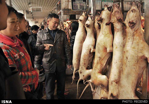 تشدید اعتراض‌ها به جشنواره «سگ‌خوری» در چین