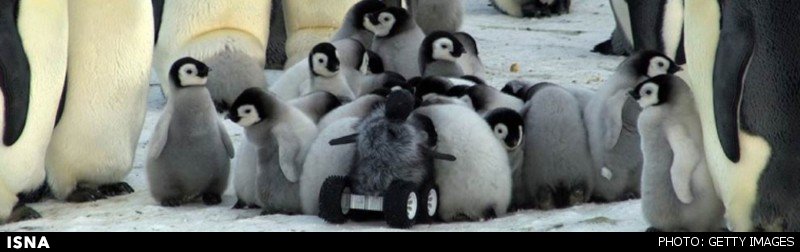 جاسوسی از جوامع پنگوئنی