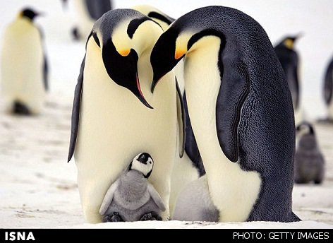 تعیین توالی ژنوم دو پنگوئن برای نخستین بار 
