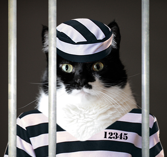 مصادره گربه، شیوه جدید مقابله با فرار از مالیات!