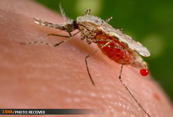  رمزگشایی از اسرار انتقال مالاریا توسط پشه‌ها