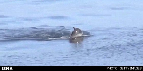 کشف شواهد جدید از عزاداری دلفین‌ها