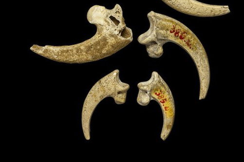جواهرات جهان از چنگال عقاب در 130 هزار سال قبل