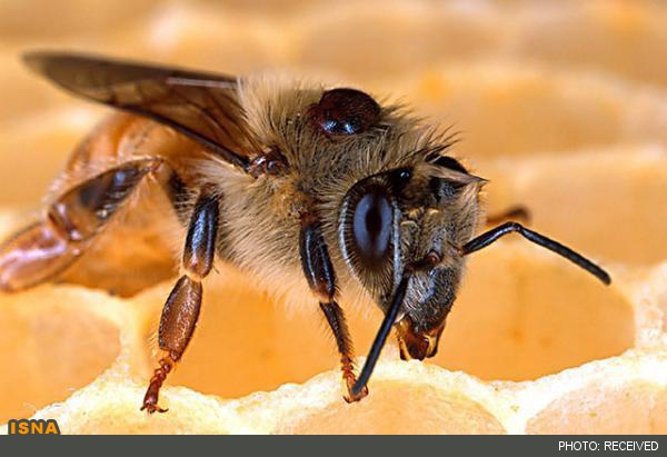 ملکه زنبور عسل محققان ایرانی متولد شد