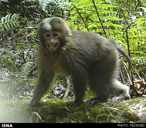 مشاهده گونه جدید میمون "ماکاک" در تبت