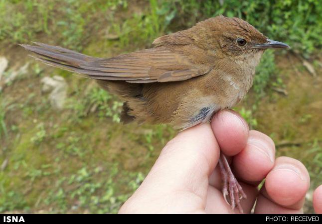 کشف گونه جدیدی پرنده در چین