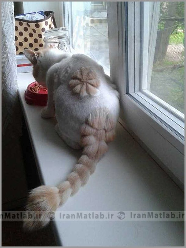 با مزه ترین مدل موی گربه ها