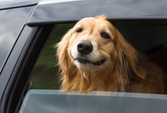 چرا سگ ها از بیرون بردن سر خود از شیشه ماشین لذت میبرند