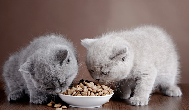 انتخاب صحیح غذای گربه 