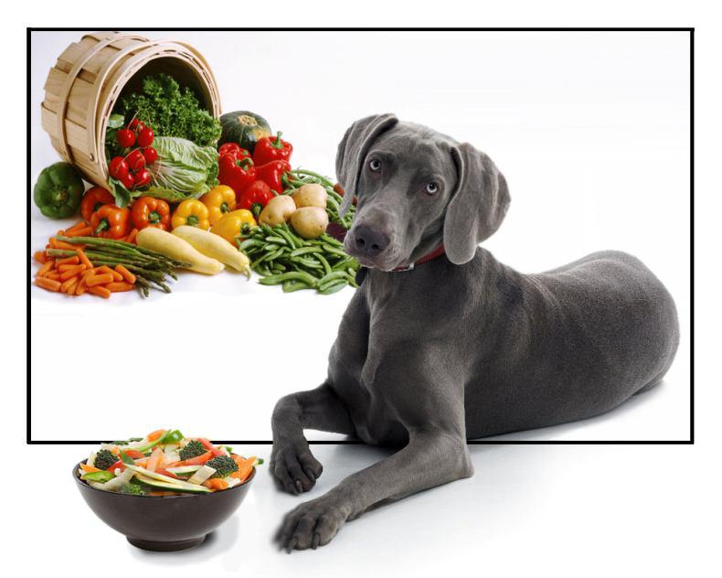 سبزیجات برای سگ ها 