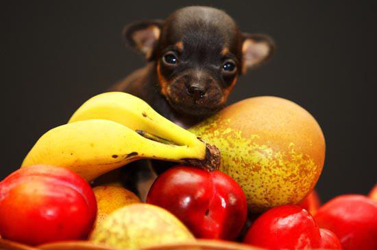 علت قرار دادن میوه در جیرۀ غذایی سگ ها