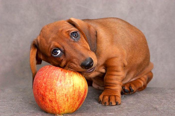 سیب برای سگ ها 