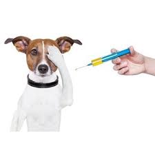 از واکسیناسیون سگ ها چه میدانید 