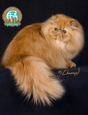 انواع گربه های ایرانی (مو بلند )