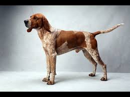 American English Coonhound  